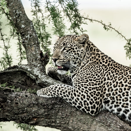 Leopard lying on a tree branchの写真素材