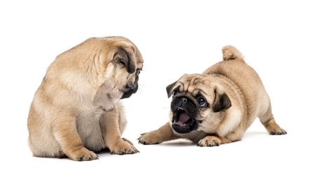 Pug puppies playing together, isolated on whiteの写真素材