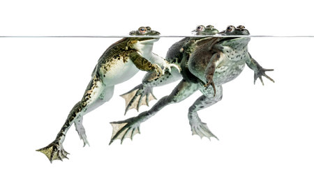 Three frogs under clear water, isolated on whiteの写真素材