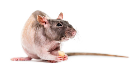 Rat eating peanut, isolated on whiteの写真素材