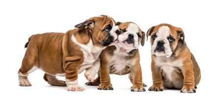 English bulldog puppies cuddling, isolated on whiteの写真素材