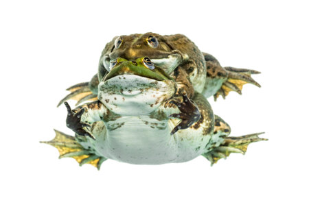 Male and female frog copulating, isolated on whiteの写真素材