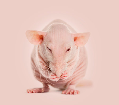 Hairless rat washesの写真素材