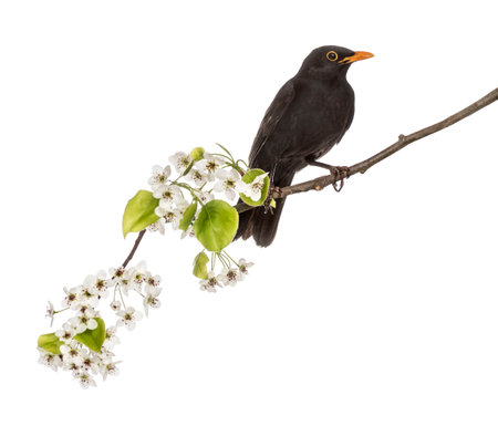 common blackbird perched on a flowering branch, isolated on whiteの写真素材