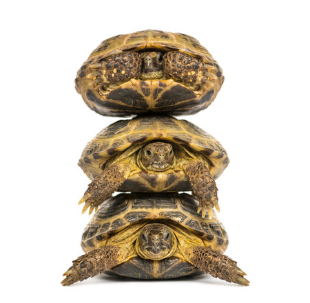 Three turtles one above the other, isolated on whiteの写真素材