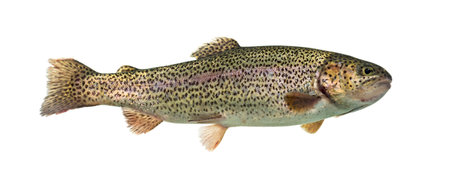 Rainbow trout swimming, isolated on whiteの写真素材