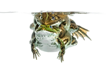 frogs copulating under clear water, isolated on whiteの写真素材