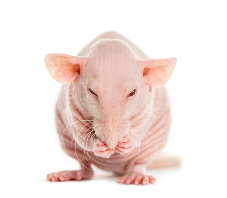 Hairless rat washes, isolated on whiteの写真素材