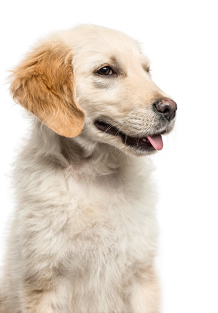 Close-up of a golden Retriever panting, isolated on whiteの写真素材