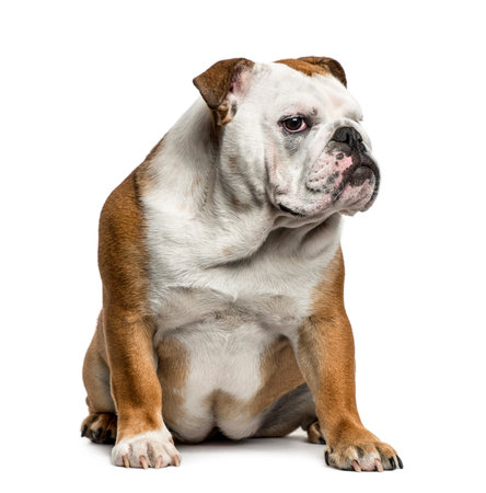 English Bulldog sitting, isolated on whiteの写真素材