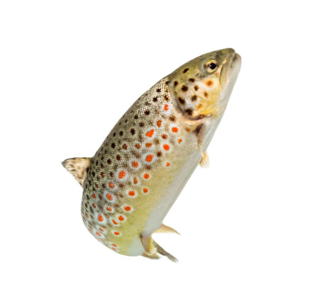 Brown trout swimming, isolated on whiteの写真素材