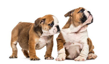English bulldog puppies cuddling, isolated on whiteの写真素材