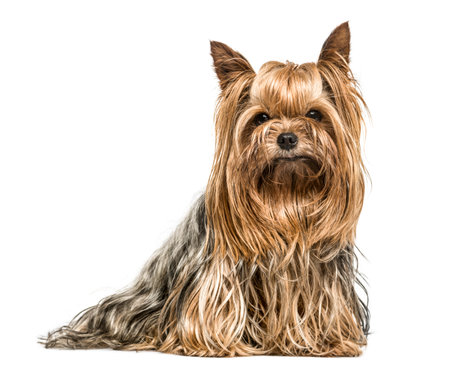 Yorkshire terrier stting, isolated on whiteの写真素材