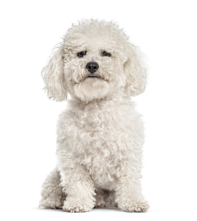 White bichon sitting, isolated on whiteの写真素材
