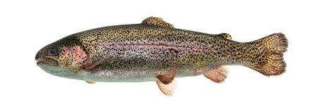 Rainbow trout swimming, isolated on white
