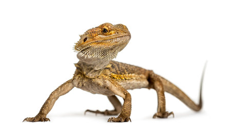 Bearded dragon standing, isolated on whiteの写真素材
