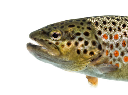 Close-up of head of brown trout, isolated on whiteの写真素材