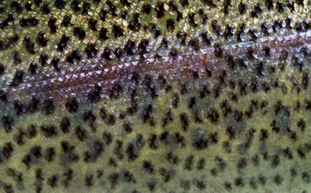 Close-up of rainbow trout scales, isolated on whiteの写真素材