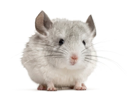 White chinchilla, isolated on whiteの写真素材