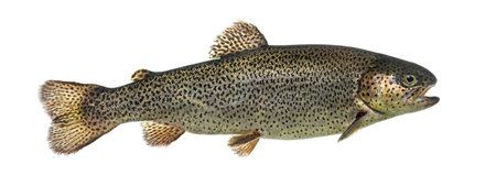 Rainbow trout swimming, isolated on whiteの写真素材
