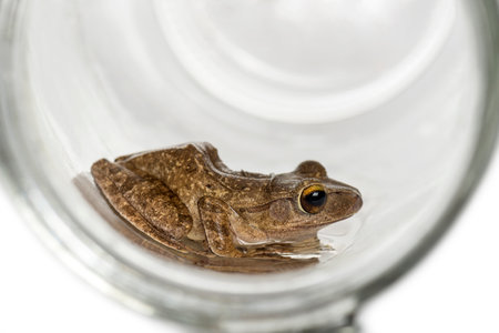 Common frog in a glass jar, isolated on whiteの写真素材