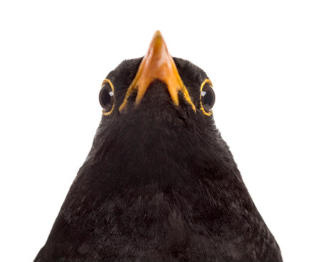 isolated close-up on a common blackbirdの写真素材
