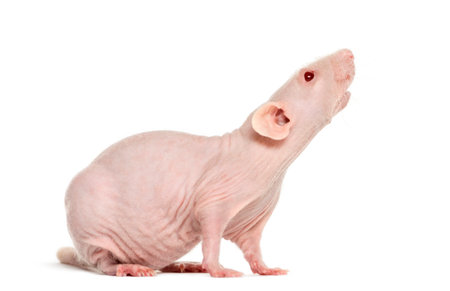Pink hailess rat sniffing, isolated on whiteの写真素材