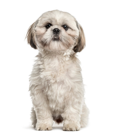 Shih tzu sitting, isolated on white