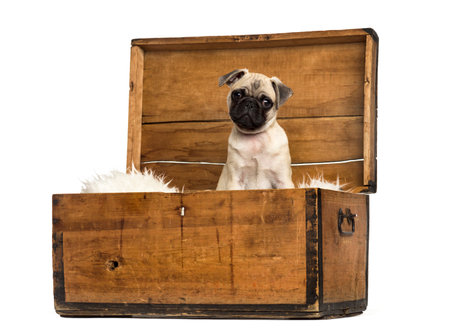 Pug sitting in a wooden chest, isolated on whiteの写真素材