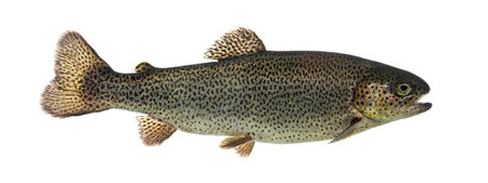 Rainbow trout swimming, isolated on whiteの写真素材