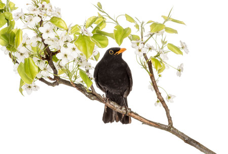 common blackbird perched on a flowering branch, isolated on whiteの写真素材