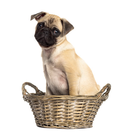 Pug sitting in a wicker basket, isolated on whiteの写真素材