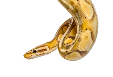 Close-up of a firefly python, isolated on white