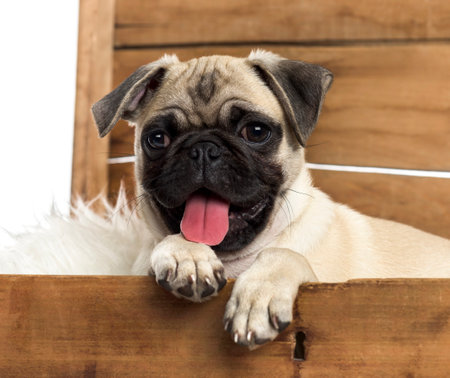 Pug washing its paw in a wooden chest, isolated on whiteの写真素材