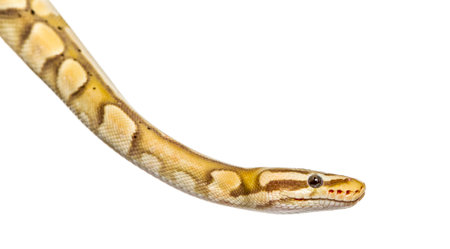Close-up of a firefly python, isolated on white