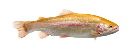 Albinos rainbow trout swimming, isolated on white