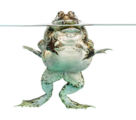 frogs copulating under clear water, isolated on whiteの写真素材