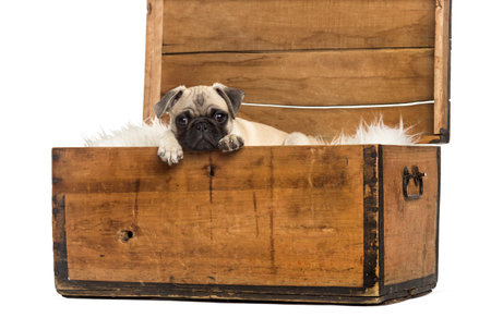 Pug lying in a wooden chest, isolated on whiteの写真素材