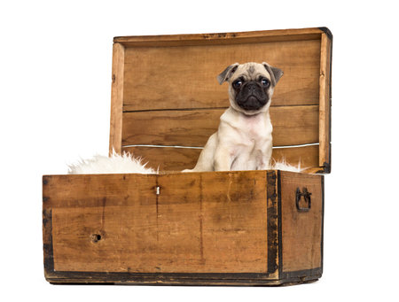 Pug sitting in a wooden chest, isolated on whiteの写真素材