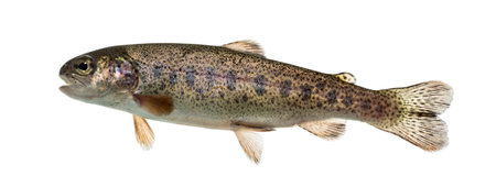 Rainbow trout swimming, isolated on white