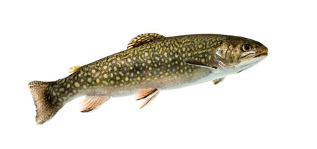 Brook trout swimming, isolated on whiteの写真素材