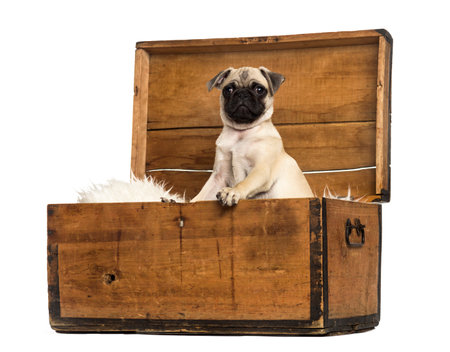 Pug sitting in a wooden chest, isolated on whiteの写真素材