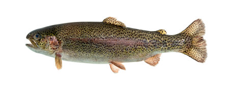 Rainbow trout swimming, isolated on white