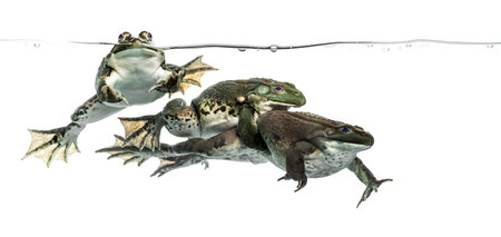 Three frogs under clear water, isolated on whiteの写真素材