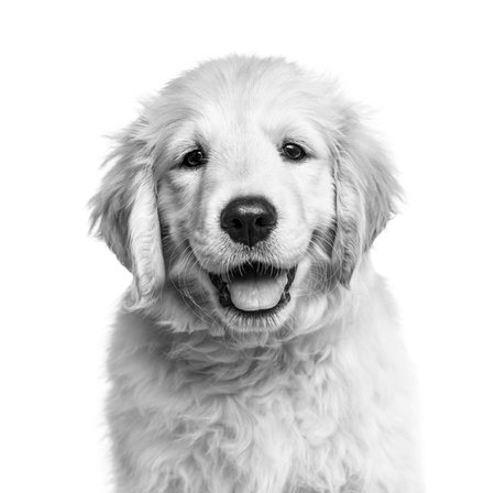 Close-up of a golden retriever pup in black and white, isolated on whiteの写真素材