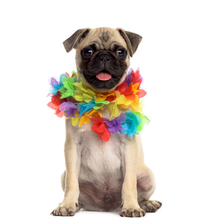 Pug sitting wearing a hawaiian lei, isolated on whiteの写真素材
