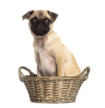 Pug sitting in a wicker basket, isolated on whiteの写真素材