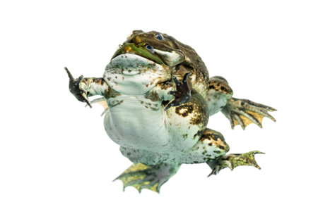 Male and female frog copulating, isolated on whiteの写真素材