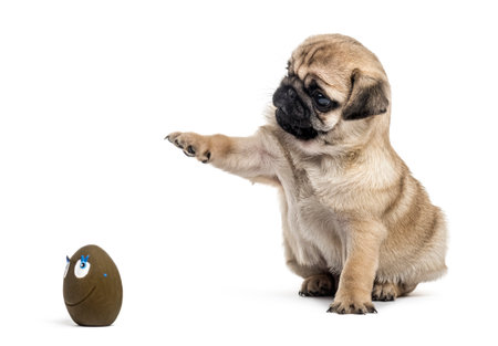 Pug puppy playing with a ball, isolated on whiteの写真素材