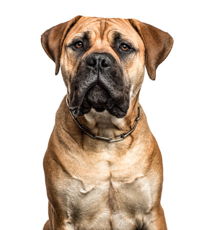 Close-up of a bullmastiff, isolated on whiteの写真素材